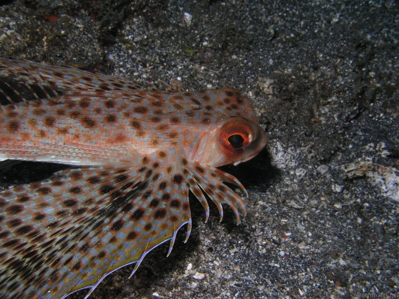 Flying Gurnard